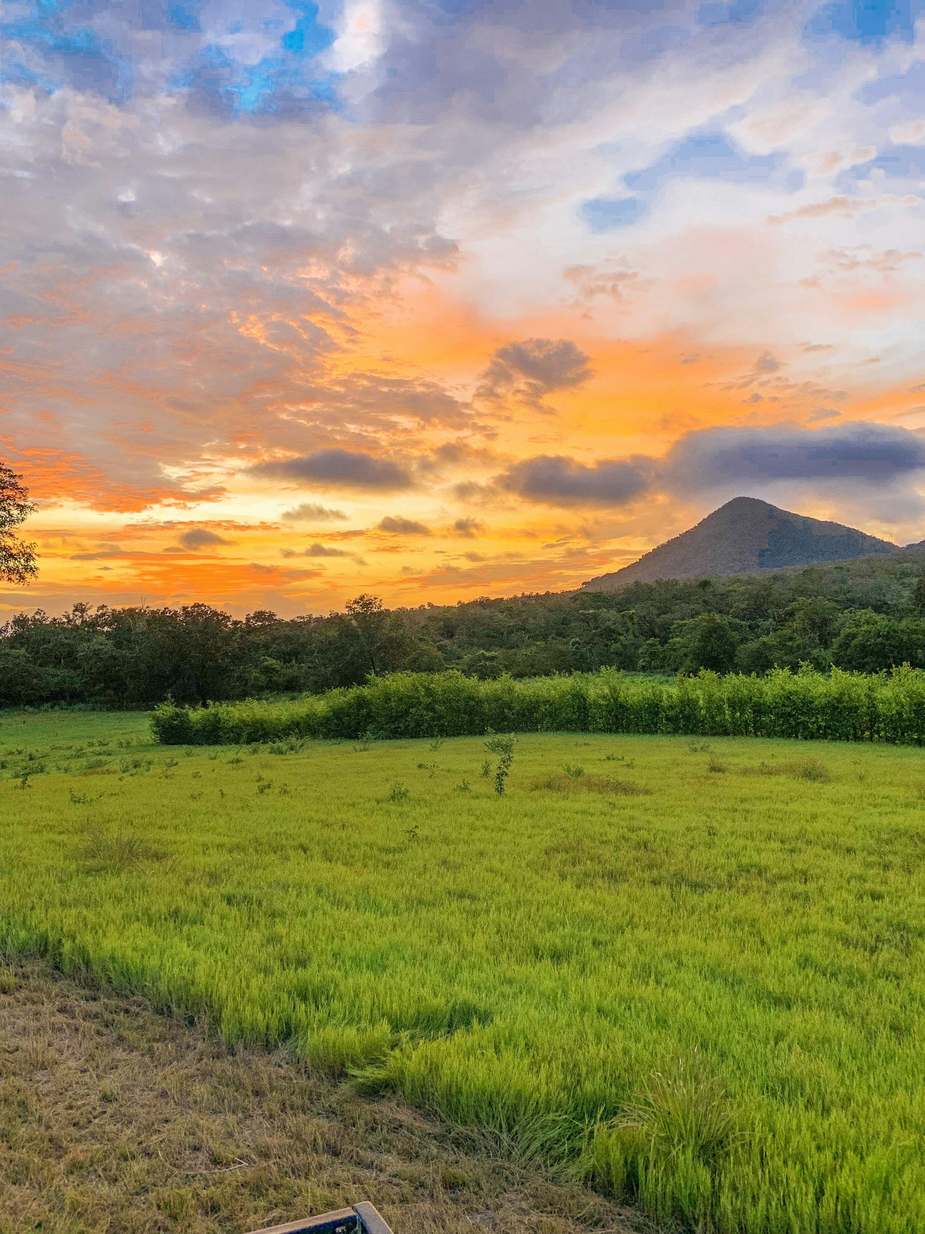 A scenic view of a lush green rice field with the Arenal Volcano in the background, under a colorful sunset sky with orange, pink, and blue clouds.