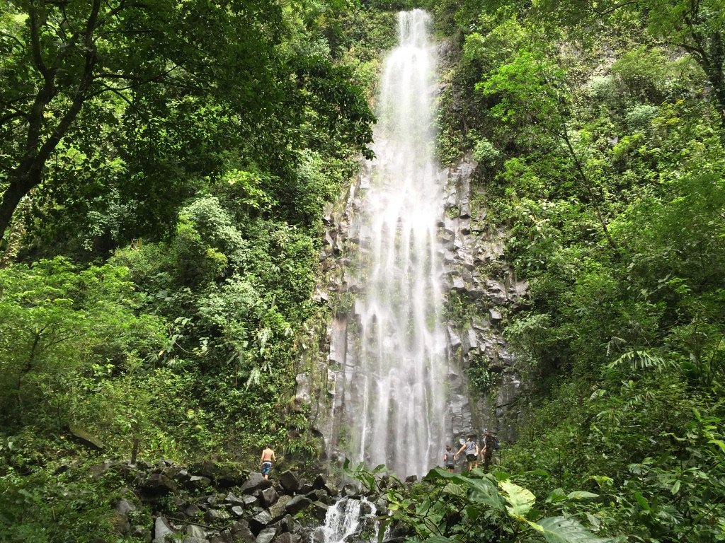 forestbathing.jpeg