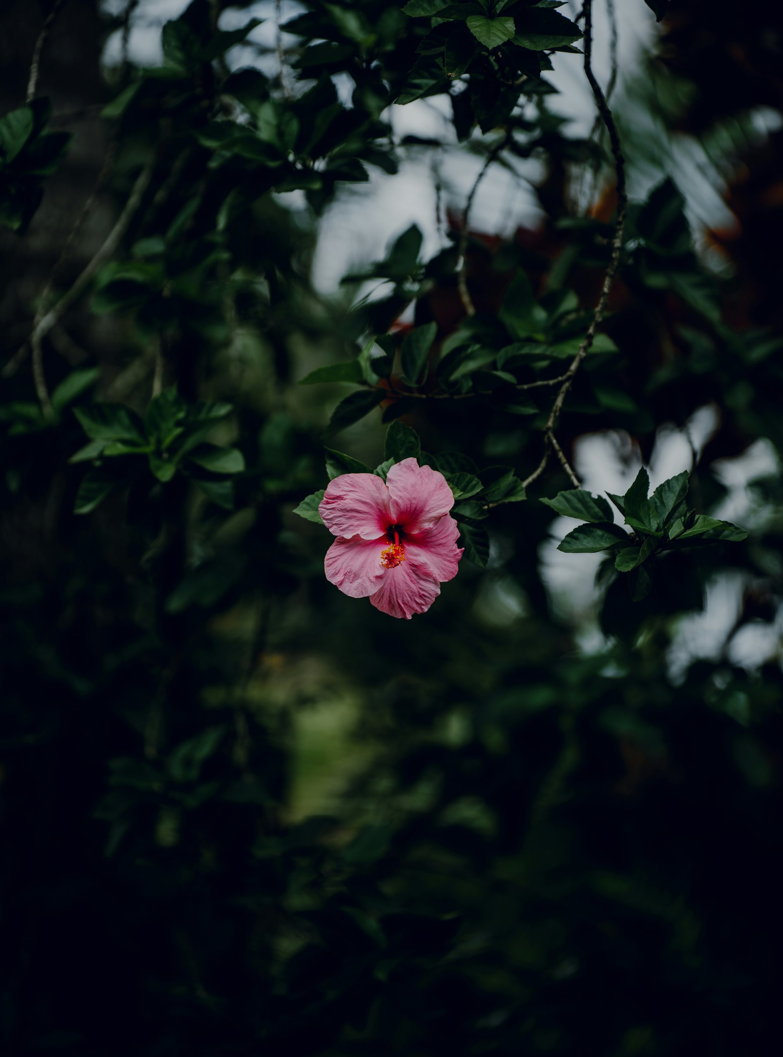 elianna-gill-kv1RuFsP2aw-unsplash.jpg