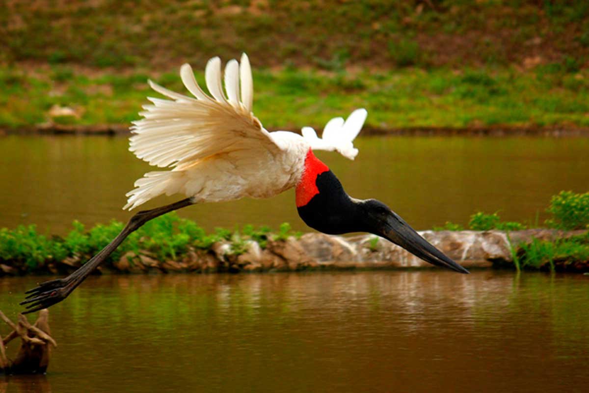 jabiru.jpeg