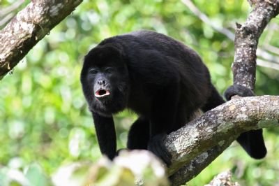mob-howler-monkey-in-puerto-viejo.jpeg
