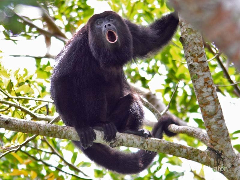 Howler-Monkey-1.jpeg